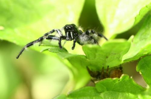 Carrhotus xanthogramma